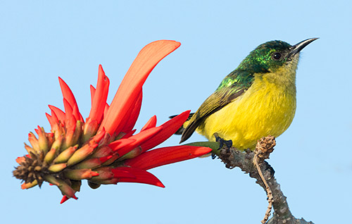 Collared Sunbird